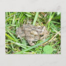 Search for baby toad Animals