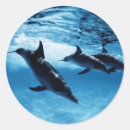 Search for amos stickers Colour image