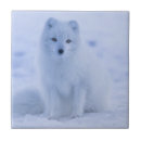 Search for fox tiles Wildlife