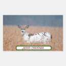 Search for piebald Piebald deer