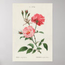 Recherche de rosa posters Floral