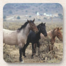 Recherche de mustang dessous de verres Sauvage