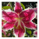 Recherche de fleurs tropicales roses posters Jardins