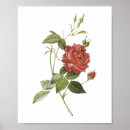 Search for tea rose posters Flower