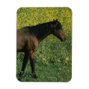Recherche de mustang magnets Plomb langrish