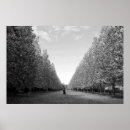 Search for plane tree posters Trees