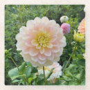 Search for dahlia flower coasters Nature
