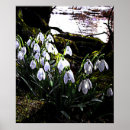 Search for snowdrop art White