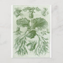 Recherche de ernst cartes postales Haeckel