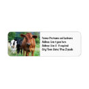 Recherche de boeuf photographie Vaches