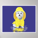 Search for west highland terrier posters Dogs