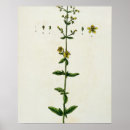 Search for blackwells posters Flowers