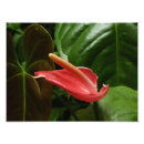 Search for arum posters Flower