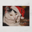 Search for black cat christmas cards Kitten