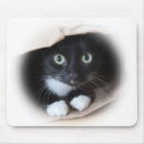 Recherche de chat smoking tapis souris Chaton