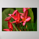 Search for frangipani art Botanical