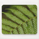 Recherche de fougère tapis souris Plante
