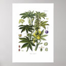 Search for castor posters Flower