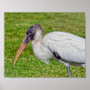 Recherche de mineur posters Faune