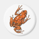 Search for dart frog Poison arrow frog