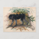 Search for black wolf postcards Mammal