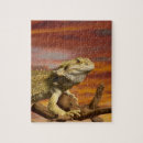 Search for bearded dragon puzzles Cold blooded