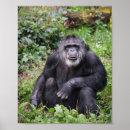 Recherche de chimpanze posters Pour enfants