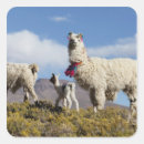 Search for herding stickers Animal
