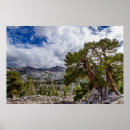 Search for juniper posters Danita delimont