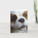 Search for blenheim cards Dog