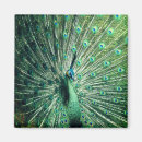 Search for pheasants magnets Peafowl