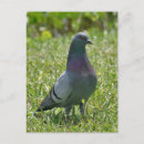 Recherche de pigeon cartes postales Photographie