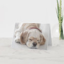 Search for spaniel dog cards Pets
