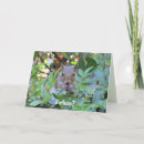 Search for cute squirrel pictures postcards Photograph