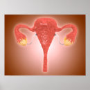 Search for female reproduction posters Healthcare