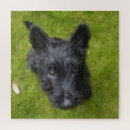 Search for scottish terrier puzzles Cute