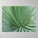 Recherche de yucca Jardin