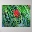 Search for maple photography Landscape