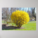 Search for wisteria posters Trees
