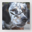 Search for llewellin setter Dog