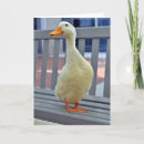 Search for duck saying cards Photography