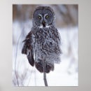 Recherche de hibou gris posters Chouette