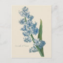 Search for blue hyacinth postcards Botanical