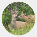 Search for mule stickers Deer