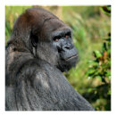 Search for silverback gorilla posters Nature