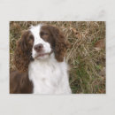 Search for dog friend postcards Brown