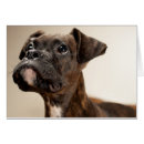 Recherche de boxeur photographie Animaux domestiques
