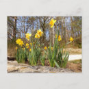 Search for woodland easter cards Narcissus
