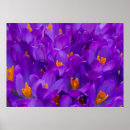 Recherche de crocus posters Violet