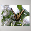 Recherche de tigres blancs posters Pour eux